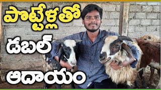 పొట్టేళ్ళ పెంపకం young farmer pottella pempakam MalleshAdla [upl. by Lladnik]