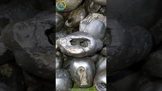 Shaligram  sri laxmi keshava shaligram shila  gandaki river shaligram 💐shorts short shortsfeed [upl. by Atsyrc766]