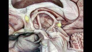 Fiber Pathways of the Cerebrum [upl. by Armitage713]