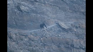 Grizzly on Highline Trail in Glacier National Park Montana [upl. by Isidor]