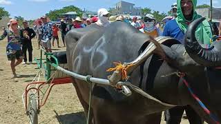 ANG GANDA NG BAKBAKAN KARERA NG KALABAW SA BRGY LUNA SANTA ROSA APRIL 30 CLASS B CLASS A FULL VIDEO [upl. by Pegg526]