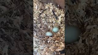 Blue eggs from Araucana chickens in Dubai [upl. by Rrats]