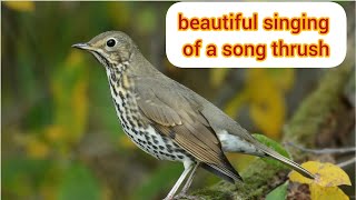 beautiful singing of a song thrush [upl. by Liponis]