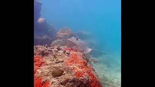 Coral City Camera  Young Southern Stingray  13124 [upl. by Clem663]