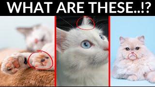 7 Mysterious Cat Body Parts Explained [upl. by Cirdla]