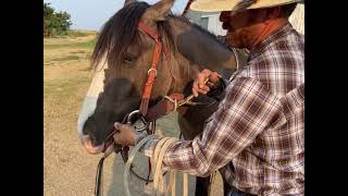 Say what You can remove a rope halter from underneath a headstall [upl. by Tnemelc]