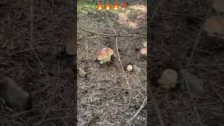 🍄‍🟫🌲🍄‍🟫🌲🍄‍🟫🔥mushroom pilze boletus fungi shorts грибы forest грибикарпат грибочки houby [upl. by Ettedo]