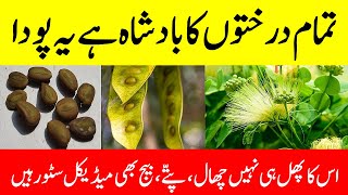 Siris tree benefits  Albizia lebbeck benefits  Tukhme saras ke fayde [upl. by Yentruok]