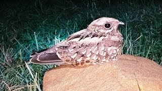 wildlife Indian nightjar Bird [upl. by Kenley811]