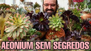 AEONIUM  Guia definitivo de cultivo dessas suculentas  MINHA COLEÇÃO [upl. by Toby]