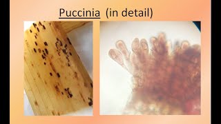 Puccinia in detail  For BSc and MSc  ALL ABOUT BIOLOGY  BY JYOTI VERMA [upl. by Nylaras]