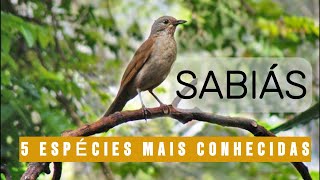 Sabiás  As 5 Espécies mais conhecidas Descubra a Magia dos Sabiás [upl. by Shulock351]