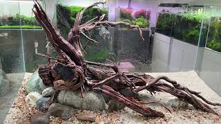 Easy and low maintenance planted aquarium 90P Nature Aquascape Stepbystep setup [upl. by Nolham]