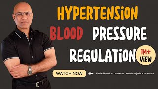 Hypertension  Blood Pressure Regulation  Hypotension [upl. by Krystin546]