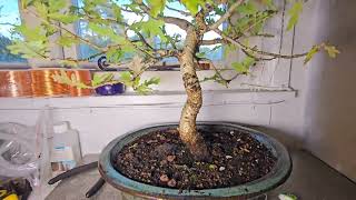 English Oak Bonsai Tree Has Problems I Think Black Problems [upl. by Eerak]