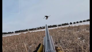 South Dakota Pheasant Hunting  Late Season 202223 [upl. by Adlecirg]