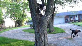 American English coonhound climbing maple tree [upl. by Mylo355]