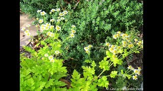 Propiedades y Beneficios de la Matricaria o Magarza Tanacetum parthenium [upl. by Jamille]