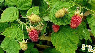 Growing Loganberries a delicious productive amp thornless  Blackberry and Raspberry hybrid [upl. by Kristo368]