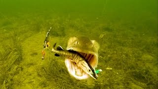 Aggressive Pike attacks Mike Tommy Ricky amp Percy fishing lures Rare underwater footage [upl. by Aicilyhp994]