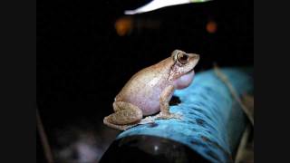 Coqui frogs UP CLOSE and LOUD [upl. by Anaeco]