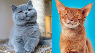 The CUTEST CAT BREEDS In The World 🐱 [upl. by Ecyarg]