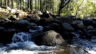 Beautiful Water River Sounds with Birds chirping Goodbye Stress to Deep Sleep Instantly [upl. by Beattie]