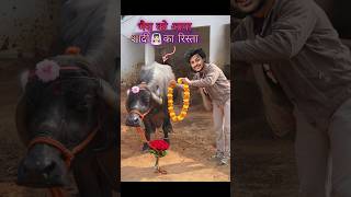 भैस🐃को आया शादी का रिस्ता💕 comedy buffalo [upl. by Tallulah274]