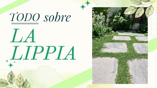 🍀Lippia nodiflora  Phyla lipia  Sustituto del cesped y cubresuelos 🍀 [upl. by Joacima]