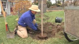 How to Plant a Tree Step by Step gardenorg [upl. by Bradway]