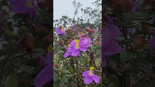 අක්මාවට ගුණ දෙන හීන් බෝවිටියා  Endemic plant Osbeckia octandra herbalmedicine herbalplants fyp [upl. by Torey]