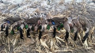 2013 Ohio Waterfowl Season [upl. by Yclehc]