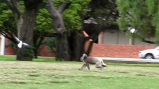 Adelaide  Koala running in the park  1 [upl. by Adolph898]