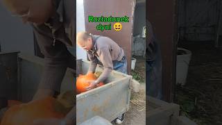 Dynia zebrana 💪🎃 dynia farming gospodarka zbiory [upl. by Whitcher723]