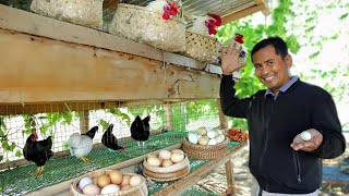 My 1 Hectare Farm of Freerange Chickens And Ducks A Closer Look At Our Elevated Bamboo Boat House [upl. by Burnsed]