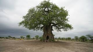 The Baobab Tree Natures Ancient Marvel [upl. by Yderf]