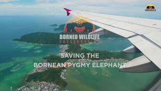 Saving the Borneo Pygmy Elephant with Borneo Wildlife Preservation [upl. by Mel11]