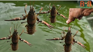 I put Crawfish in my pond [upl. by Bever]