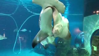 Hammerhead shark attacks sting ray at Adventure aquarium [upl. by Wolford190]