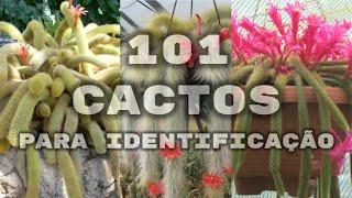 101 ESPÉCIES DE CACTOS PARA IDENTIFICAÇÃO [upl. by Ahsenal]