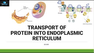 Transport of Protein In Endoplasmic Reticulum [upl. by Trainer]