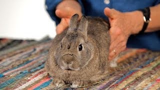 How to Help a Rabbit with Gas Pain  Pet Rabbits [upl. by Akciret403]