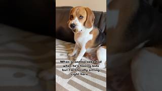 beaglepup beaglebreed dog puppy beaglebaby beagledog funny beagleboy dogbreed pets [upl. by Madelon]