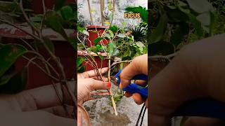 Grow ficus from cutting🪴 garden trending ficus viralvideo [upl. by Vookles499]