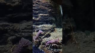 Langoustes Oceanarium Istanbul Water Fishes IstanbulAquarium [upl. by Enelra]