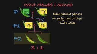 Mendels P F1 and F2 Generations Explained [upl. by Tewell]