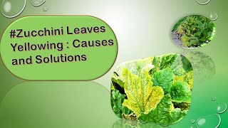 Zucchini Leaves Yellowing  Causes and Solutions [upl. by Nalyac]