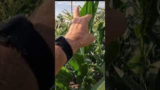 SWEET CORN BEING POLLINATED [upl. by Saleem749]