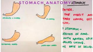 Stomach Anatomy  part 1  med tutorials [upl. by Urbani]