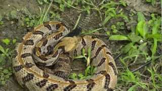 Timber Rattlesnake HD [upl. by Rosati]